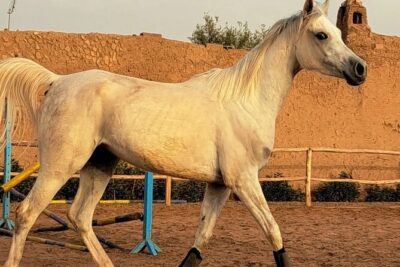 Private horseback ride in the Palmeraie of Marrakech