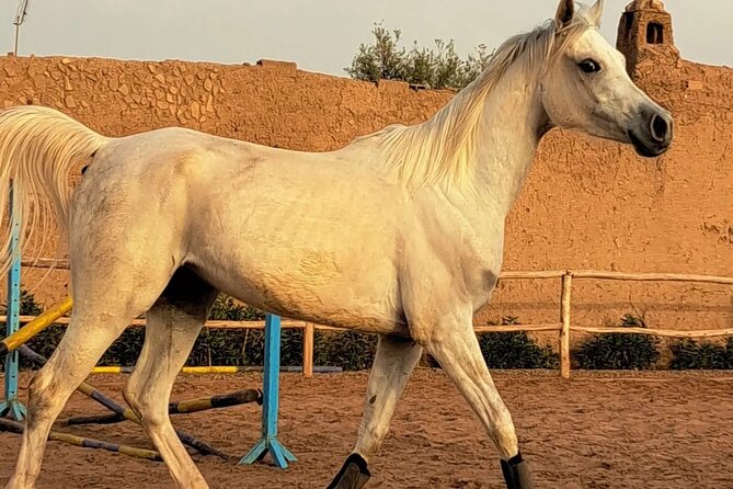 Private horseback ride in the Palmeraie of Marrakech - One hour through palms, villages, and open paths