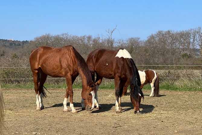 Private Horseback Riding and Family Time in Konavle Region - Why the private format helps families