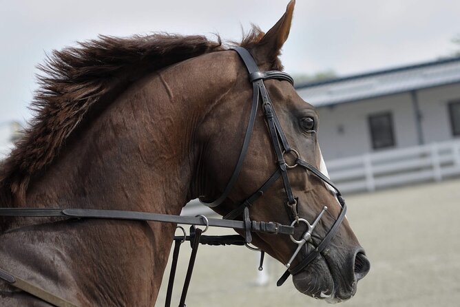 Private Horseback Riding Experience in Doha - Meeting the Arabian horses at the stables