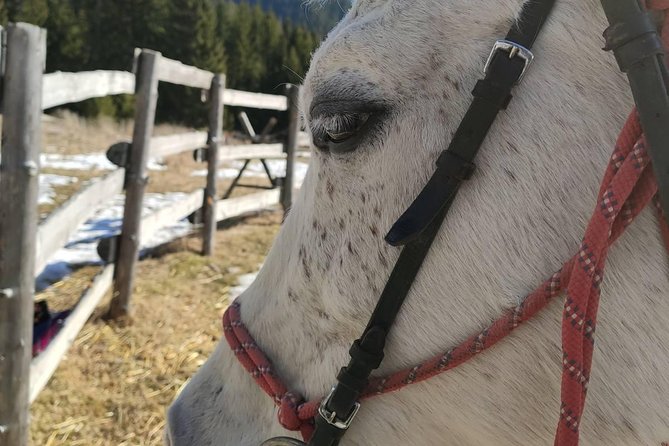 Private Horseback Riding the Rila Range - What the $140.83 price buys you
