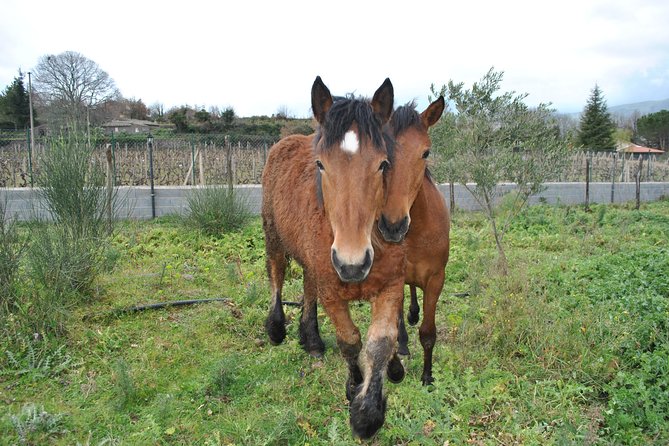 Private Horseback Riding Tour on Etna Area + Traditional Lunch - Should you book this private Etna ride?
