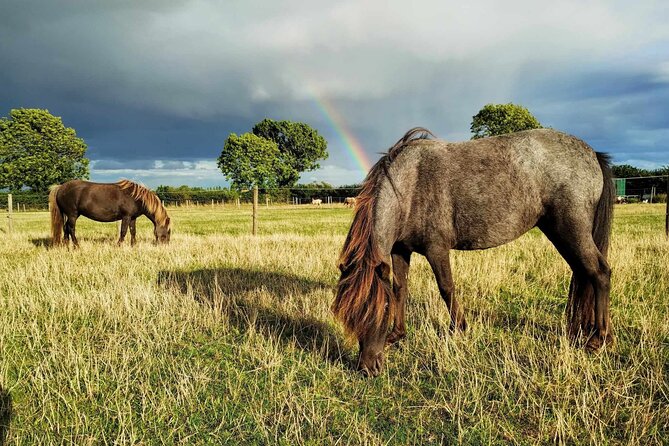Private Miniature Horse Walking near Lincoln - Meeting Falabella horses near Walcott