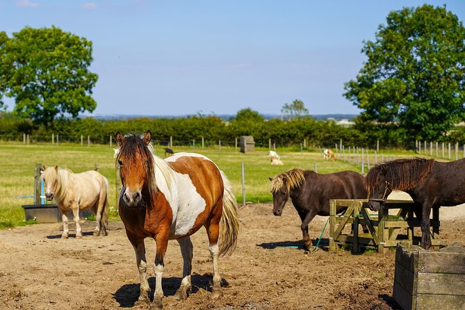 Private Miniature Horse Walking near Lincoln - Walking through the Lincolnshire countryside