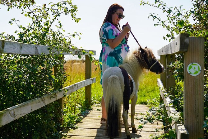 Private Miniature Horse Walking near Lincoln - Grooming before you walk