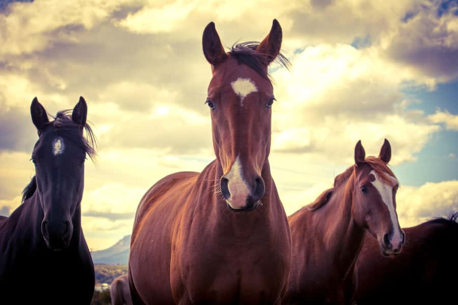 Puerto Natales: Traditional Horseback Riding Experience - A snack and coffee with the view