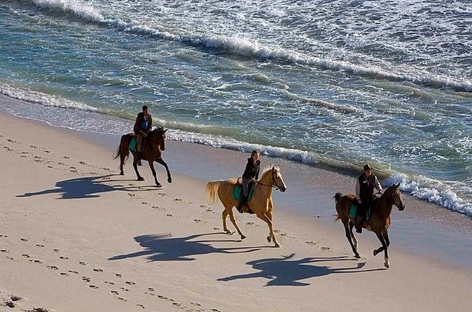Puerto Plata: Sunset Beach Horseback Riding - The horses and care at the ranch