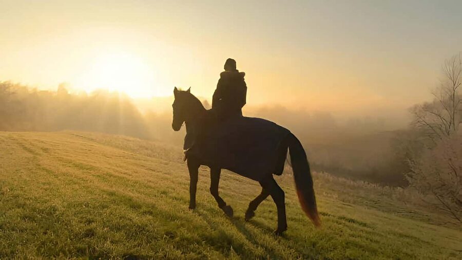 Punta Cana: Sunset Horseback Ride in Macao Beach and Forest - Who should book this ride?