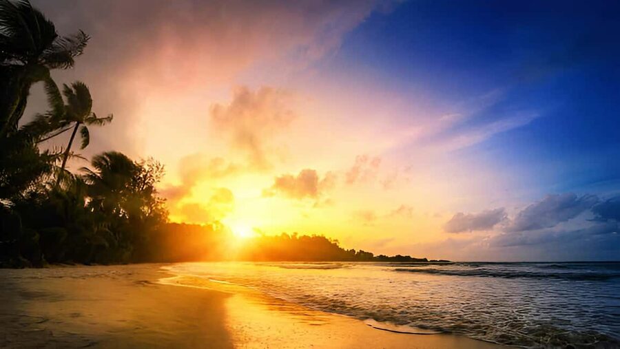 Punta Cana: Sunset Horseback Ride in Macao Beach and Forest - Through the forest and along the coast
