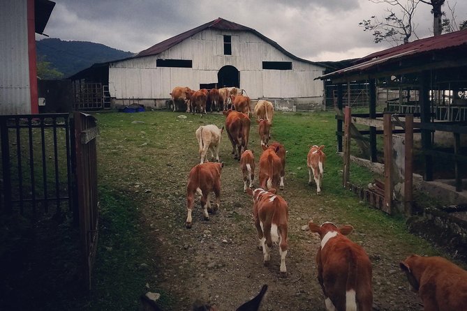 Queveri Horseback Riding Tours - Calm horses make the ride easier
