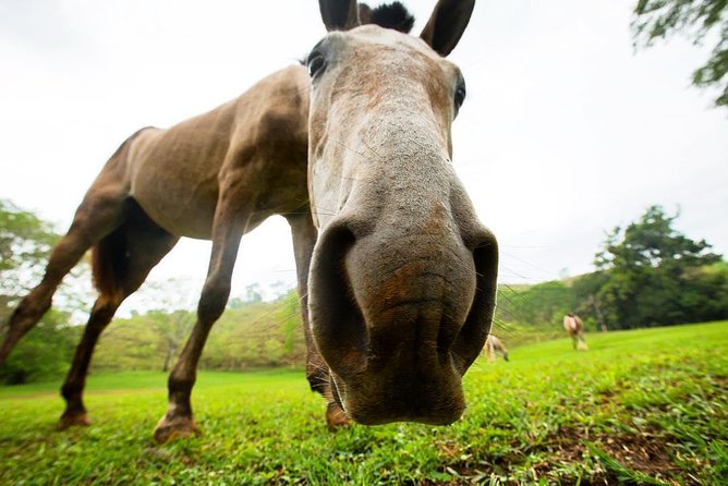 Rainforest Magic Horseback Riding Waterfall Tour Private Park Setting - Riding beneath giant trees and tropical flowers
