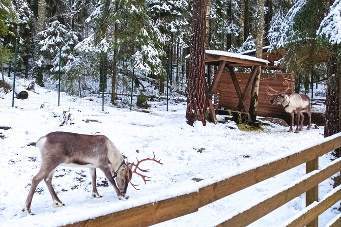 Reindeer Park & Horse Stables Safari - Leaving Helsinki for Nuuksio National Park