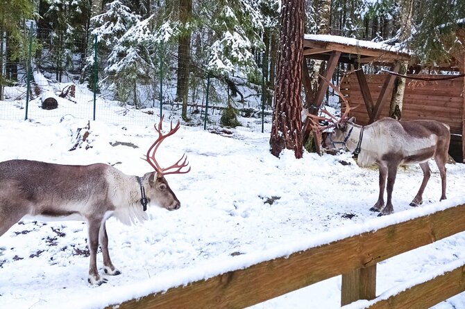 Reindeer Park & Horse Stables Safari - Guides can make or break the experience