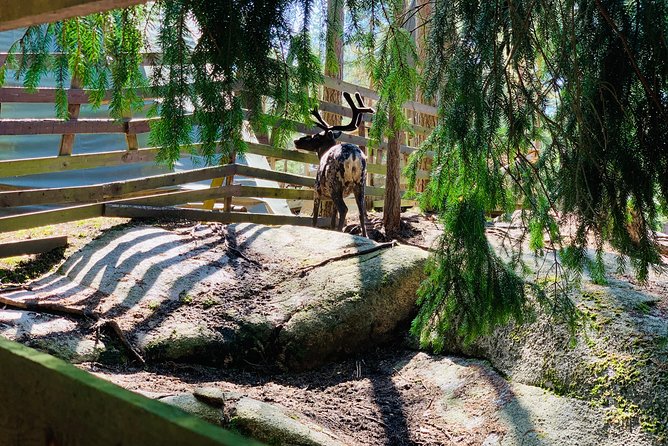 Reindeer Park & Horse Stables Safari - Meeting the reindeer up close