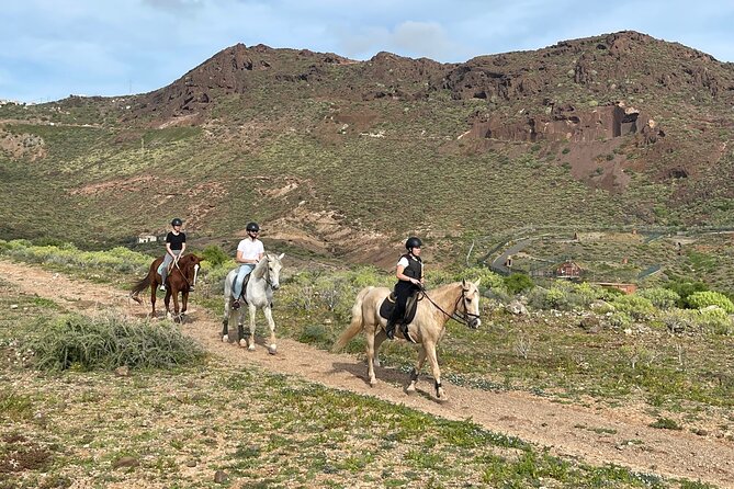 Relaxing Horse Riding Tour in Gran Canaria - The Horses and the First Contact