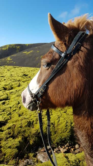 Reykjadalur: Horseback Riding Tour for Families & Beginners - Why Reykjadalur works well for a first Icelandic ride