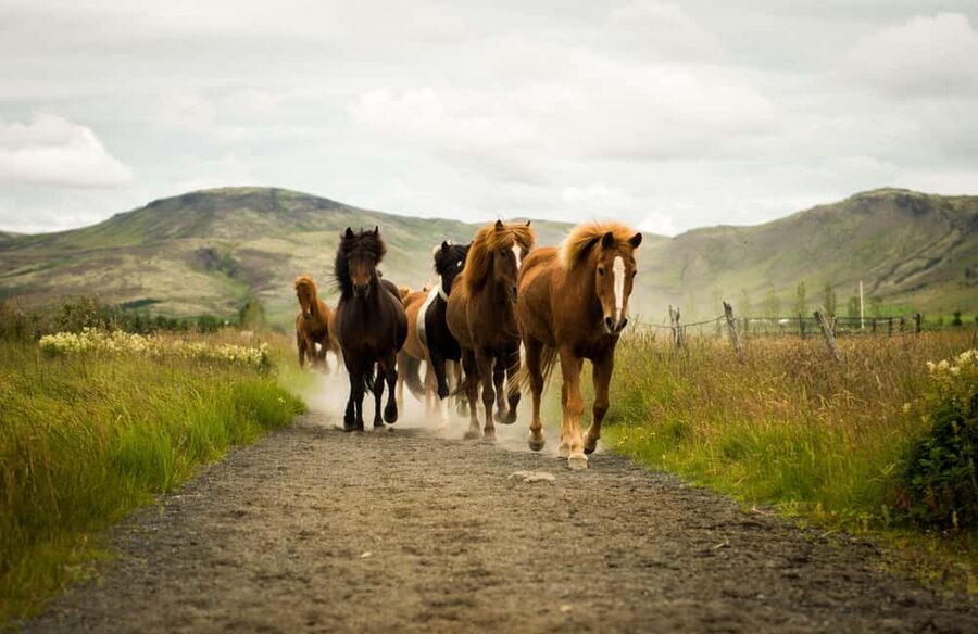Reykjadalur: Horseback Riding Tour for Families & Beginners - Meeting the Icelandic horses