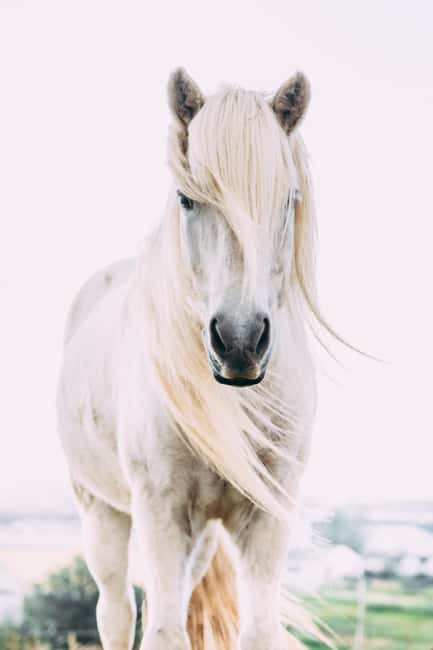 Reykjadalur: Horseback Riding Tour for Families & Beginners - Weather, clothing, and practical comfort
