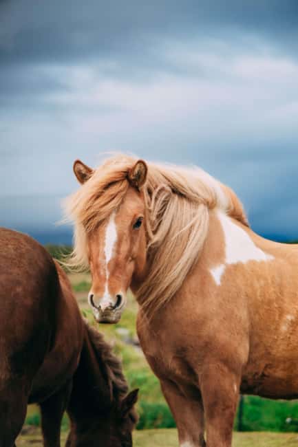 Reykjadalur: Horseback Riding Tour for Families & Beginners - Cancellation and scheduling