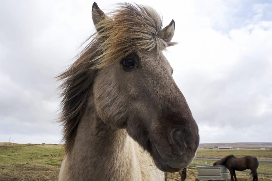 Reykjavik Combo: Horse Riding & Snorkeling in Silfra Fissure - Why Silfra is the star of the morning