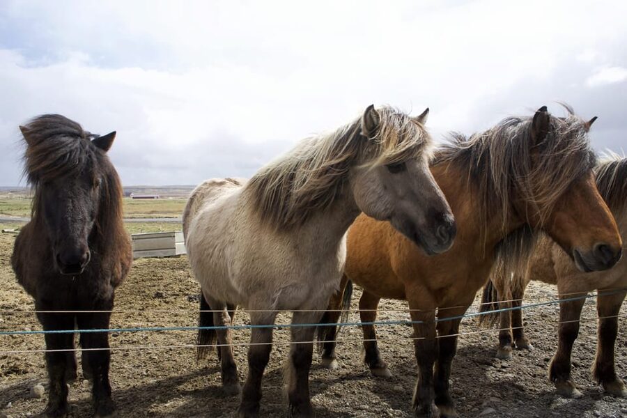 Reykjavik Combo: Horse Riding & Snorkeling in Silfra Fissure - How the two activities fit into one eight-hour day