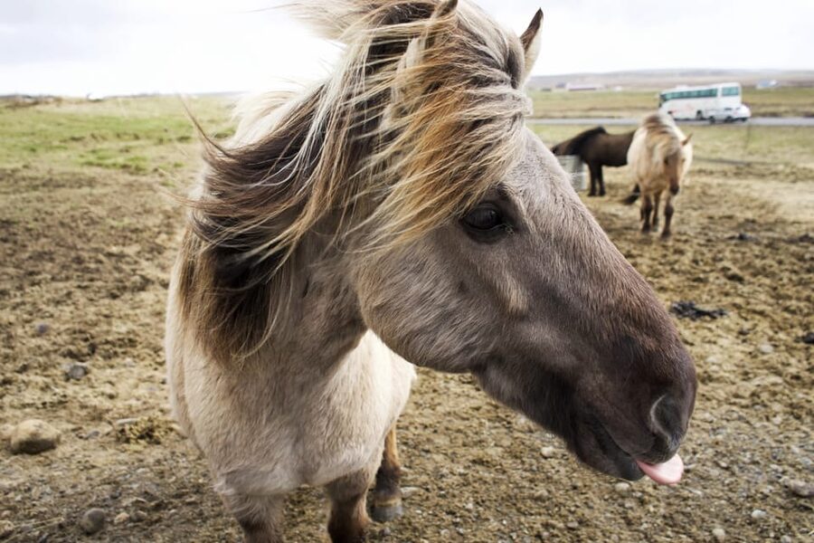 Reykjavik Combo: Horse Riding & Snorkeling in Silfra Fissure - Is $322 good value for Iceland?