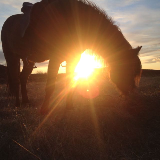 Reykjavik: Evening Sleipnir Horse Riding Tour with Pickup - Who should book this experience?