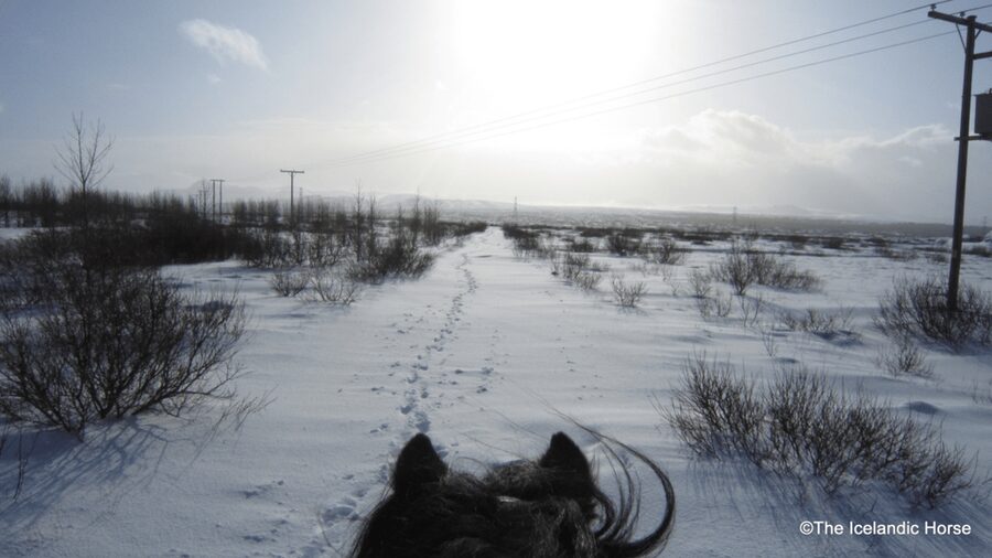Reykjavík: Horse Riding Tours - Who should book this ride?