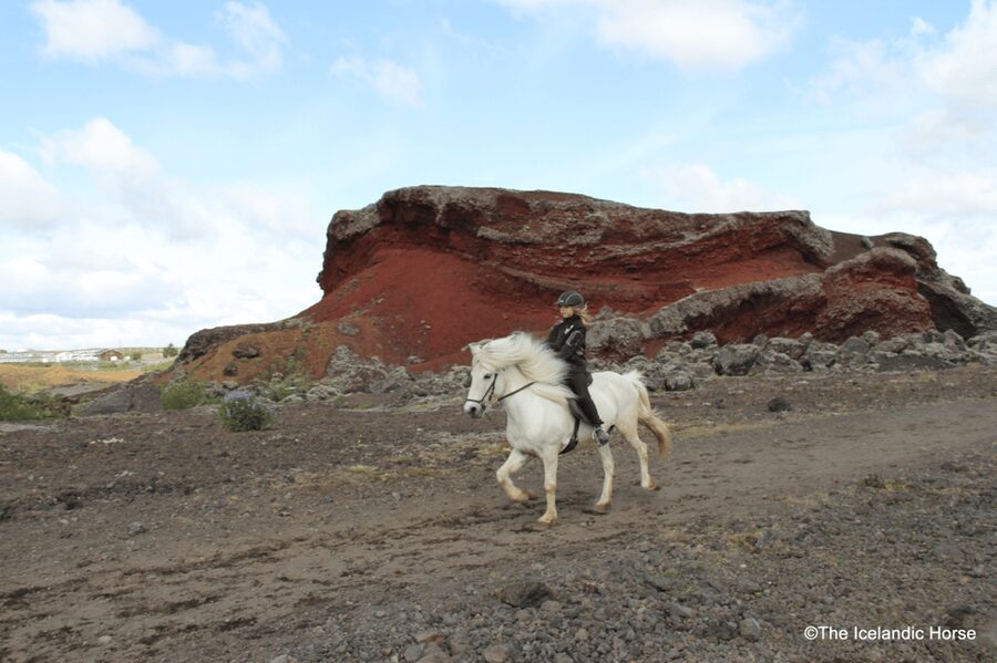 Reykjavík: Horse Riding Tours - The guides make the small group work