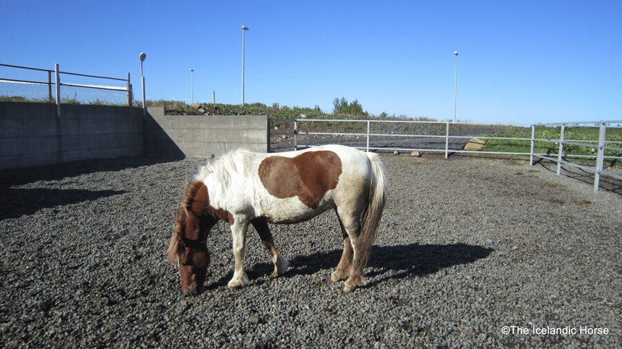 Reykjavík: Horse Riding Tours - What to wear when Iceland supplies the outer layers