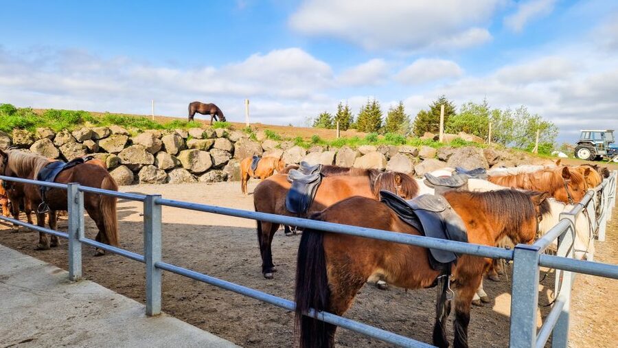 Reykjavik: Red Lava Horse Riding Tour - The Redhills route: smooth paths and volcanic color