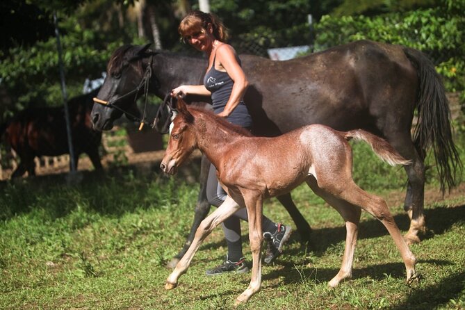 Ride Horses on the Beach - From Las Terrenas to Rancho Playa