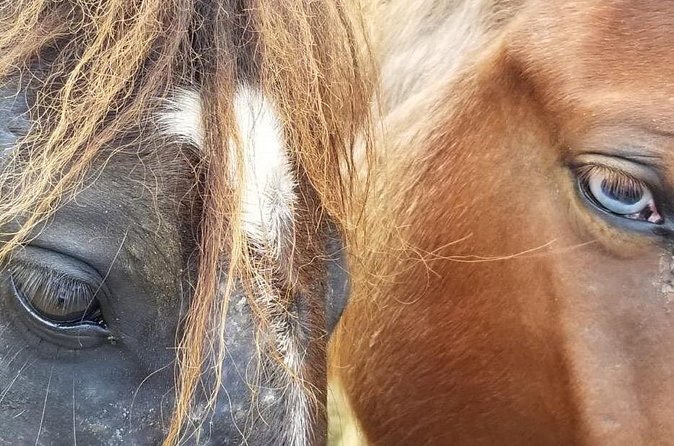 Ride Horses on the Beach - The ride to Alleman Beach