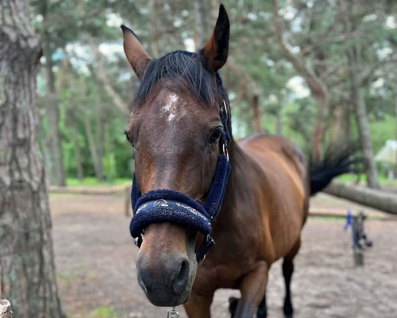 Riga Horse Riding tour along the Beach - Is $147 a Fair Price?
