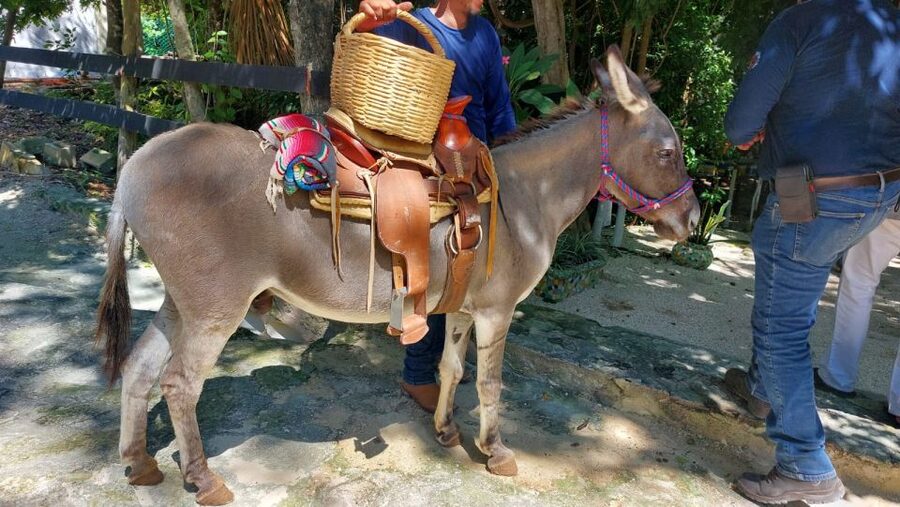Riviera Maya: Horseback Riding at Rancho Bonanza - A calm two-hour outing near Riviera Maya