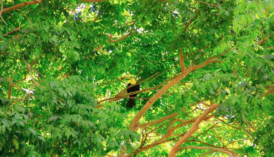 Riviera Maya: Horseback Riding at Rancho Bonanza - Riding through the Riviera Maya jungle