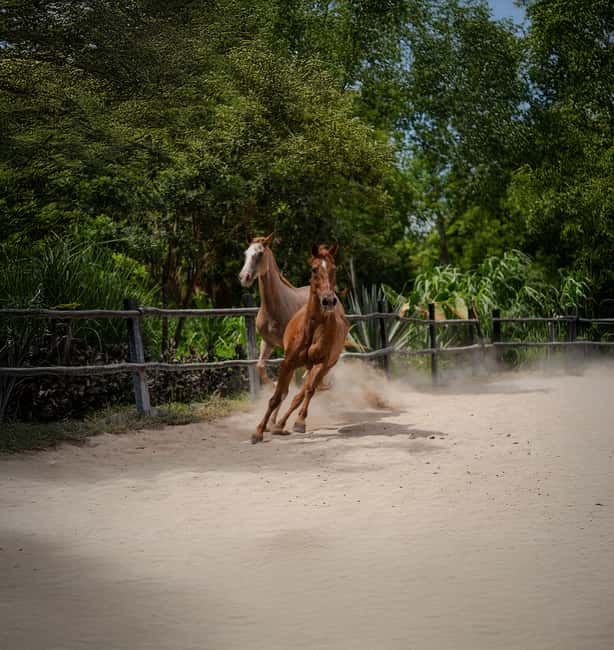 Riviera Maya: Horseback Riding at Rancho Bonanza - The cenote swim after the ride