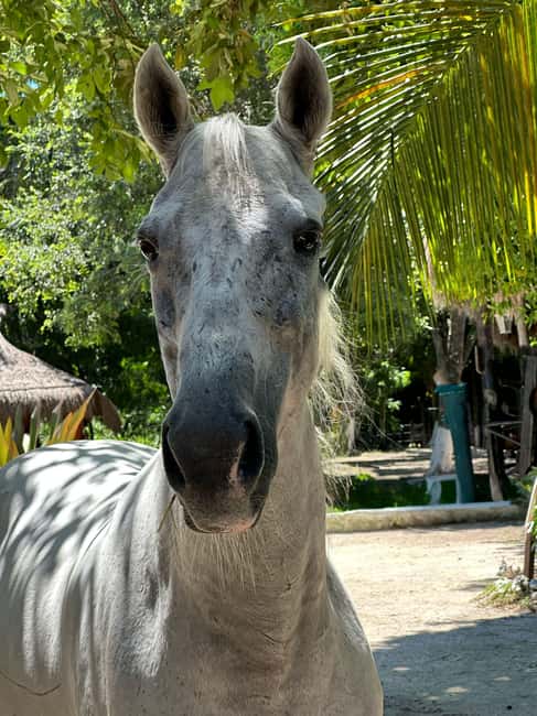 Riviera Maya: Horseback Riding at Rancho Bonanza - Who will enjoy Rancho Bonanza most