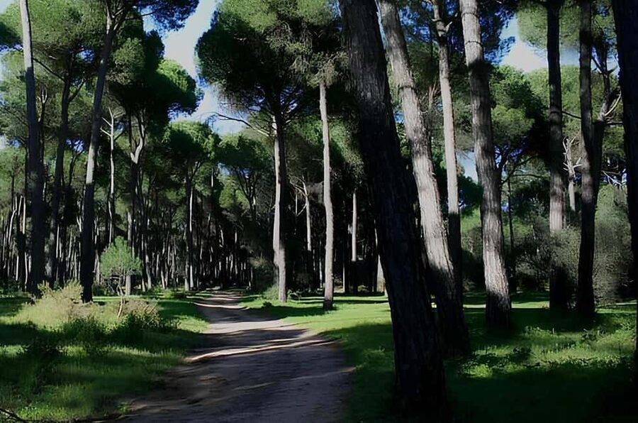 Rome: Horseback Riding Experience in Castel Fusano - What the guide adds to the experience