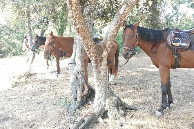Rome : Horseback Riding with meals and wine included - Roman food, wine, and the post-ride meal