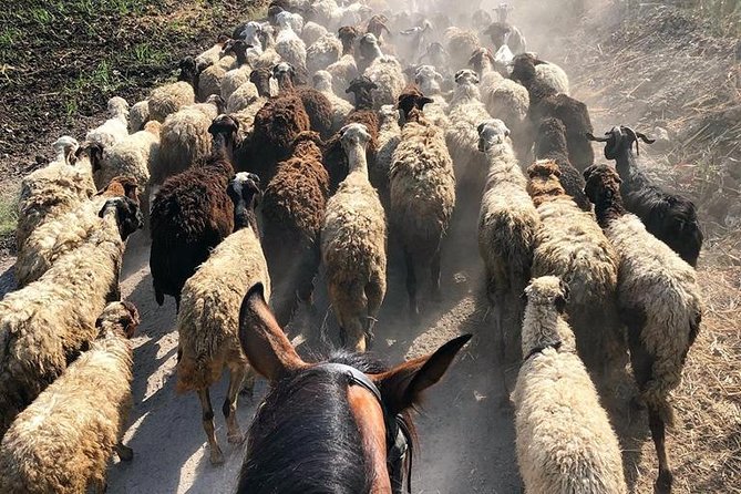 Rural Horse Riding Adventure - Riding Beyond Luxor’s Temple Route