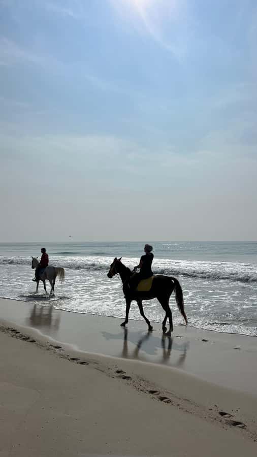 Salalah: Horse Riding by the Beach - Beginners, regular riders, and the pace of the outing
