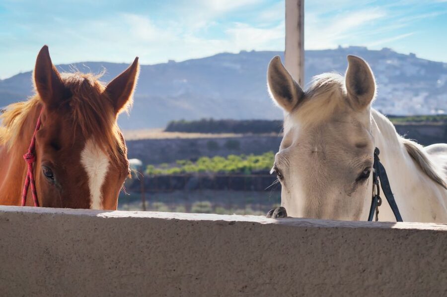 Santorini: Horseback Riding Tour on the Beach - Reaching the beach