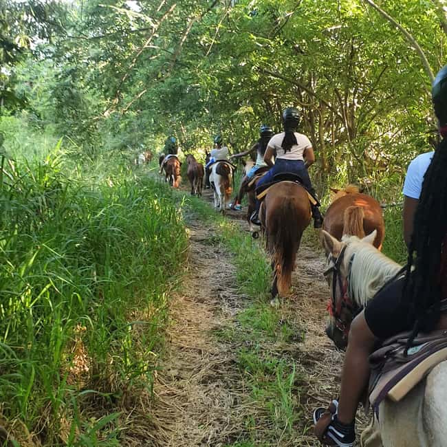Scenic Horseback Trail - The Ride Back And Refreshment Stop