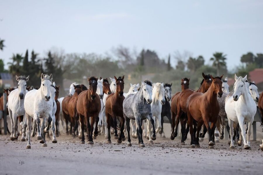 Seville: Horse's Show Entry Ticket. Optional Stud Farm Visit - Five things to know before you go