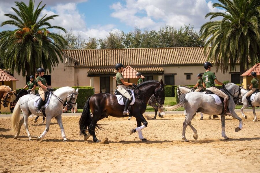 Seville: Horse's Show Entry Ticket. Optional Stud Farm Visit - Should you book the Yeguada Torreluna horse show?