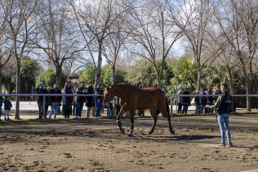 Seville: Horse's Show Entry Ticket. Optional Stud Farm Visit - The Traditions show: where horse and rider become a team