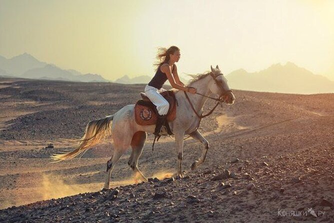Sharm El-Sheikh: 2-Hour Horse Ride Along Beach & Desert Trails - Who Will Enjoy This Ride Most?