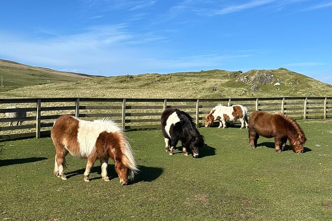 Shetland Pony Express - At a glance