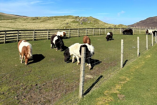 Shetland Pony Express - Why this short tour works so well from Lerwick